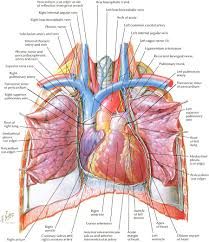 netter anatomia pdf